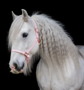 iCavalos Horse Halter