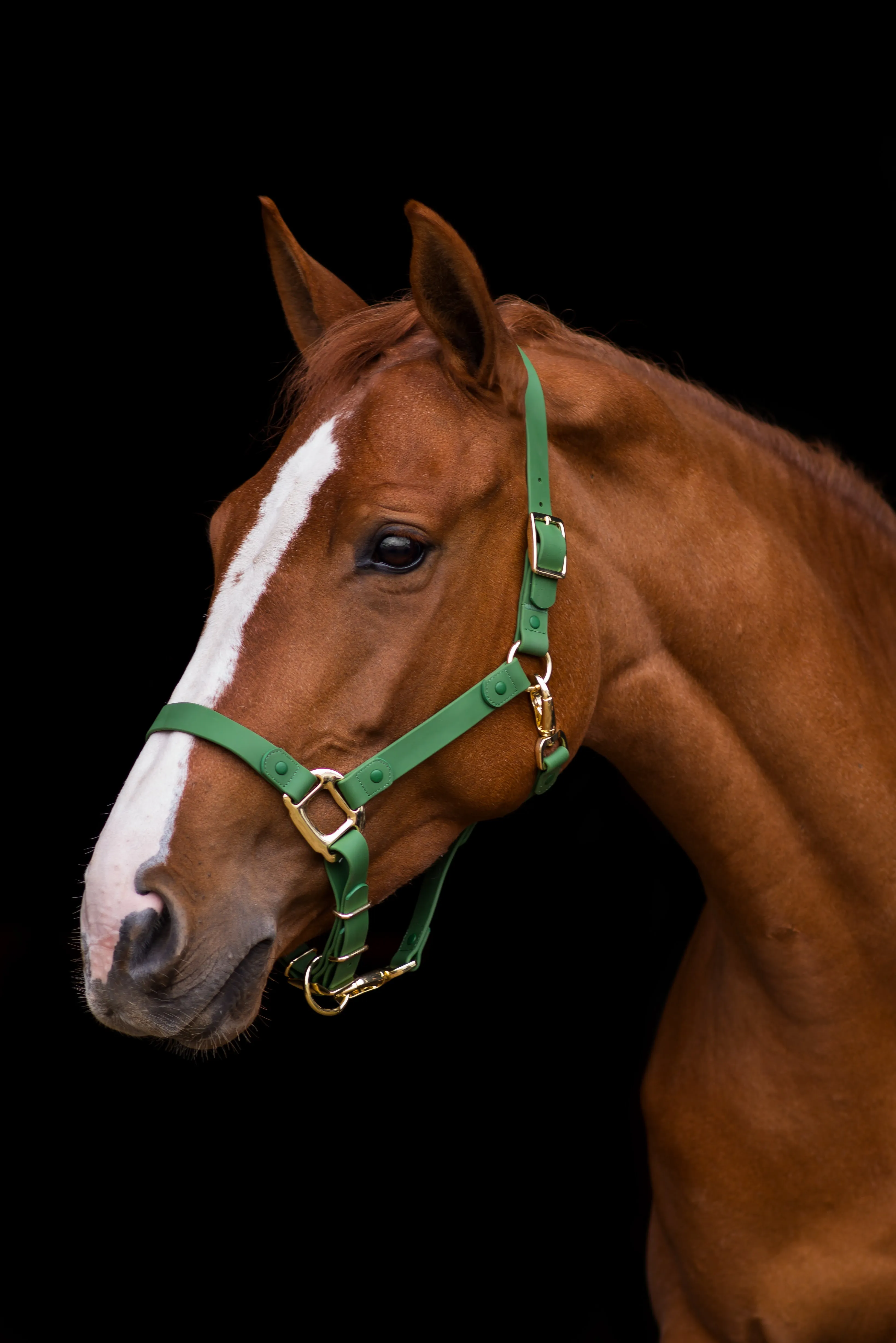 iCavalos Horse Halter